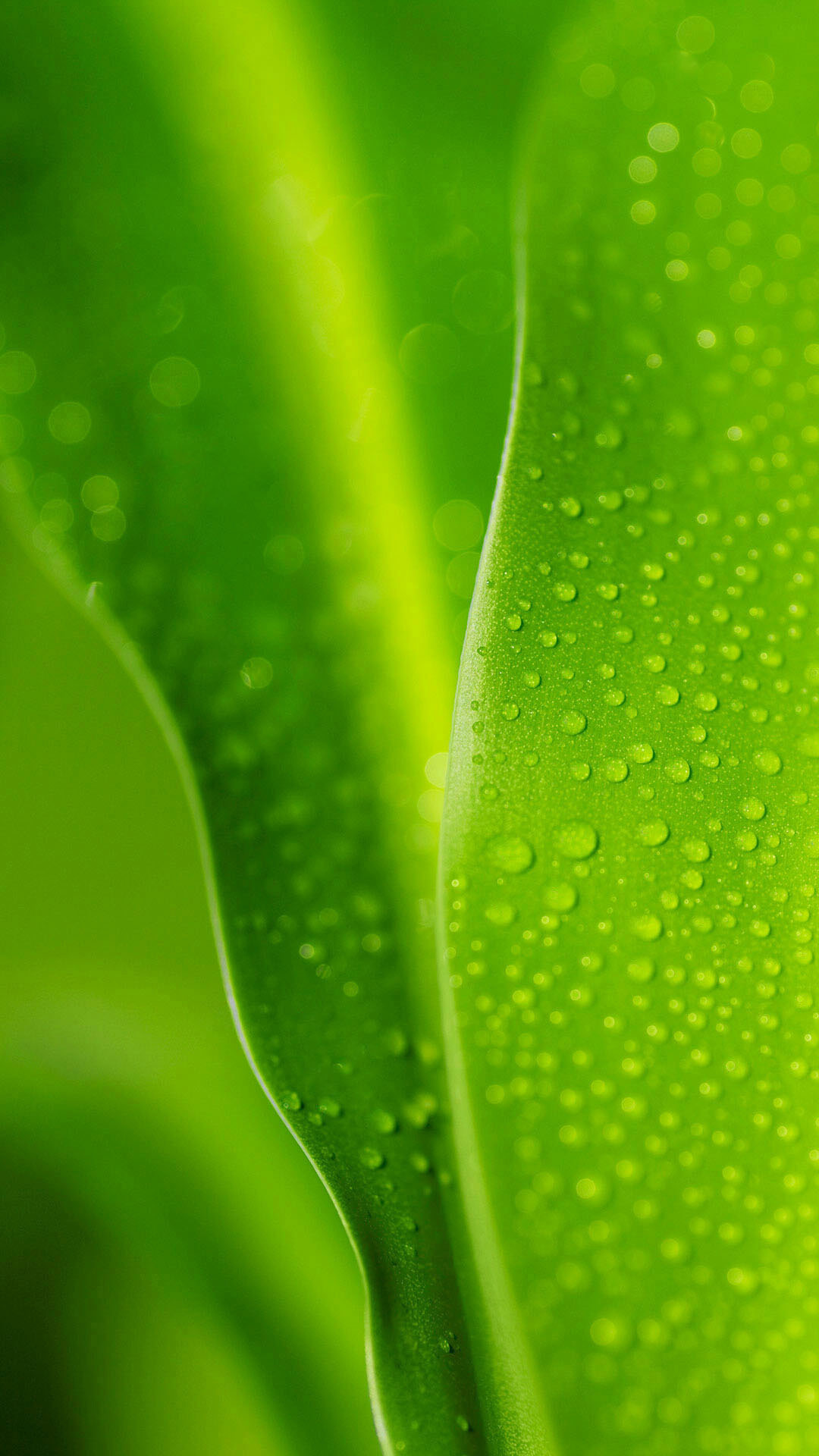 Picture_01_Greenery.jpg
